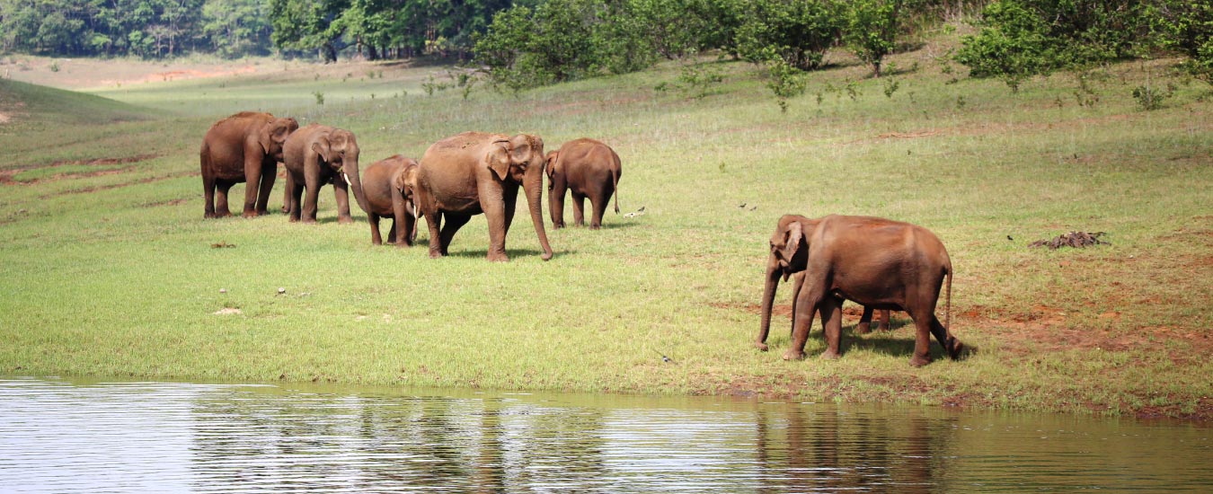 Periyar Jungle Safari